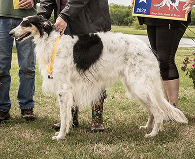 2022 AKC Lure Coursing Special 3rd