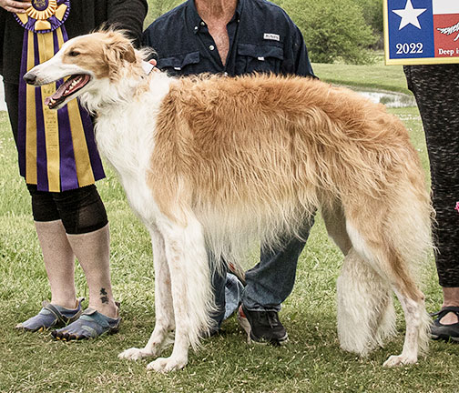 2022 AKC Lure Coursing Best of Breed