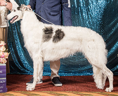 2011 National Supplement - Borzoi Club of America, Inc.