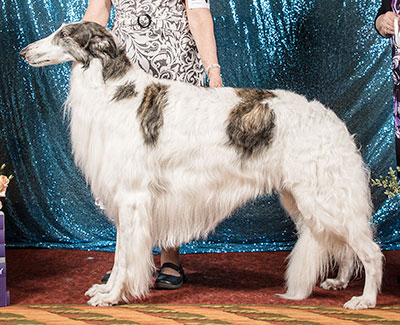 2011 National Supplement - Borzoi Club of America, Inc.