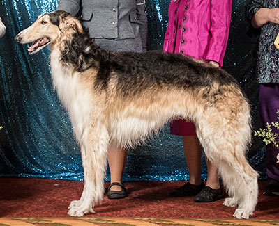 2011 National Supplement - Borzoi Club of America, Inc.