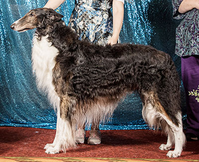 2011 National Supplement - Borzoi Club of America, Inc.