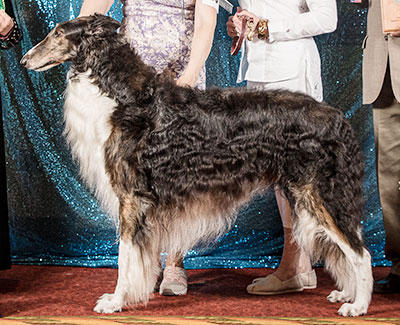 2022 Veteran Sweepstakes Dog, 9 years and under 10 - 1st