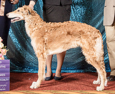 2022 Puppy Sweepstakes Dog, 6 months and under 9 - 2nd