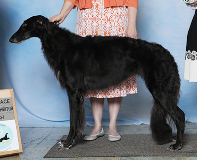 2023 Bitch, Bred by Exhibitor - 4th