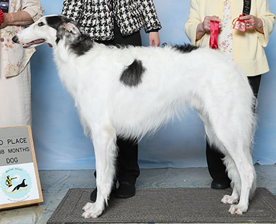 2023 Futurity Dog, 12 months and under 15 - 2nd
