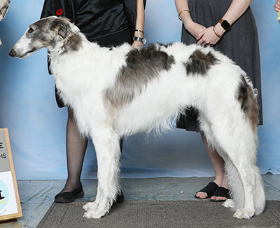 2023 Futurity Dog, 15 months and under 18 - 1st