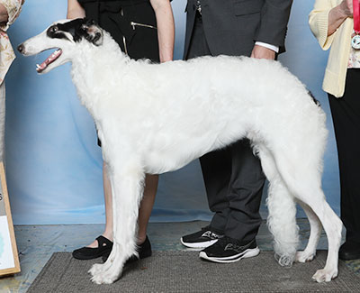 2023 Futurity Dog, 6 months and under 9 - 3rd