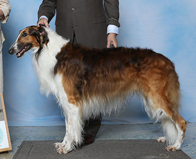 2023 Dog, Bred by Exhibitor - 2nd