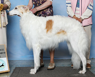 2023 Dog, Bred by Exhibitor - 3rd