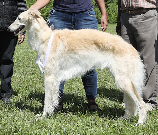 2023 AKC Lure Coursing Open 4th