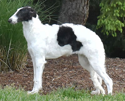 2025 4-6 Month Puppy Class - Best