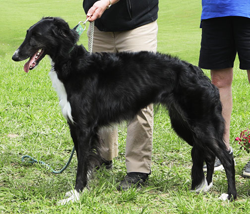 2025 AKC Lure Coursing Best of Breed