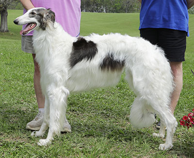 2025 AKC Lure Coursing Open 1st