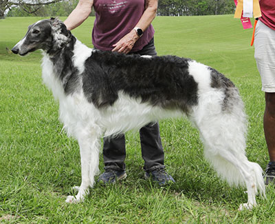 2025 AKC Lure Coursing Open 2nd