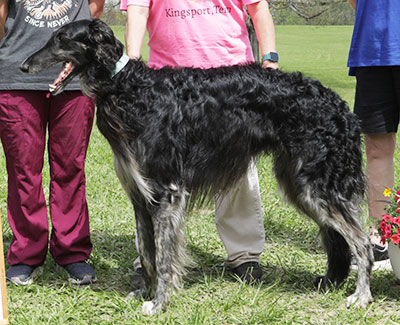 2025 AKC Lure Coursing Open 3rd