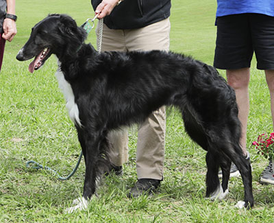 2025 AKC Lure Coursing Open 1st