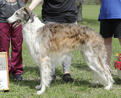 2025 AKC Lure Coursing Open 5th