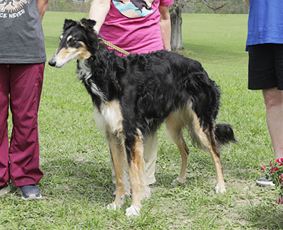 2025 AKC Lure Coursing Singles 2nd