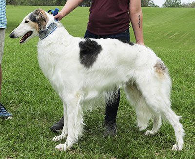 2025 AKC Lure Coursing Special 1st