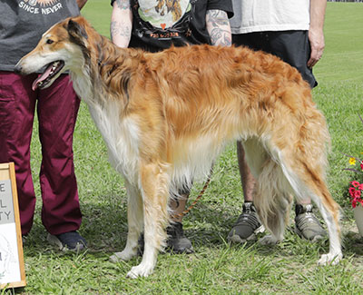 2025 AKC Lure Coursing Special 3rd