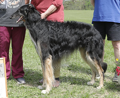 2025 AKC Lure Coursing Special 4th
