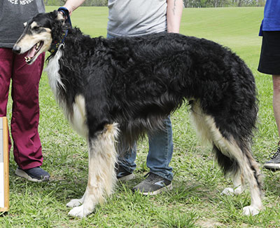 2025 AKC Lure Coursing Veteran 1st
