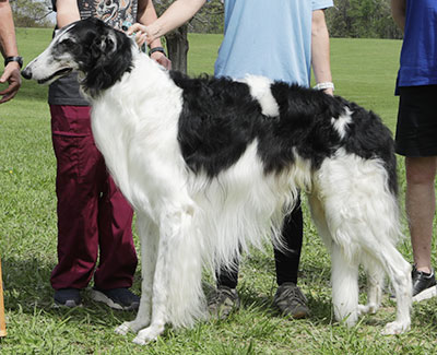 2025 AKC Lure Coursing Veteran 2nd