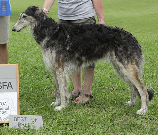 2025 ASFA Lure Coursing Best of Breed
