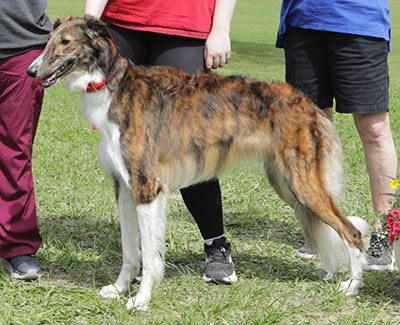 2025 ASFA Lure Coursing Open 2nd