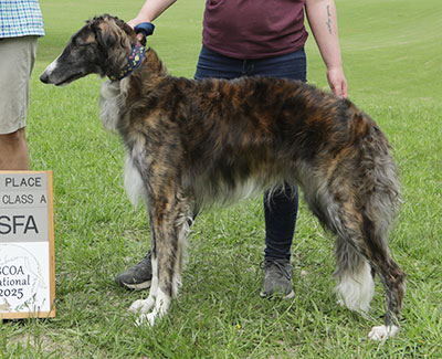 2025 ASFA Lure Coursing Open 4th