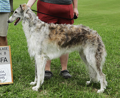 2025 AKC Lure Coursing Open 4th