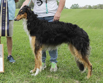2025 ASFA Lure Coursing Singles 1st