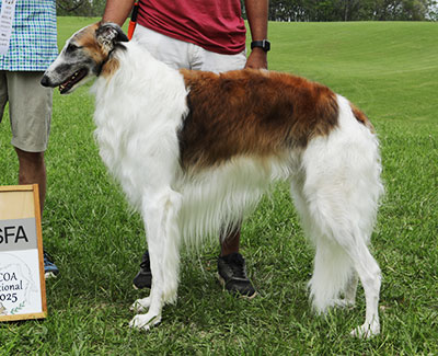 2025 AKC Lure Coursing Singles 3rd