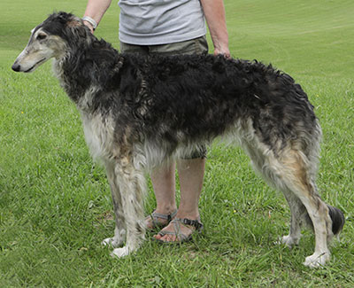 2025 ASFA Lure Coursing Special 1st