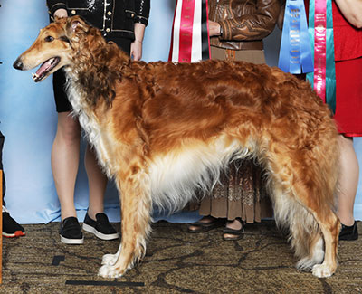 2025 ASFA Lure Coursing Field Champion 4th