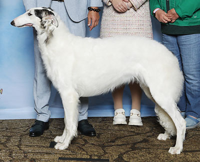 2025 Bitch, Amerian Bred - 1st