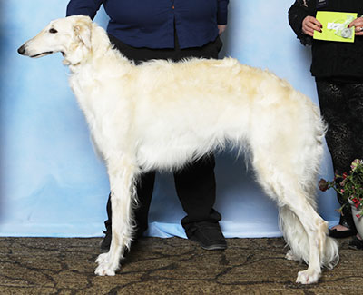 2025 Bitch, Amerian Bred - 2nd