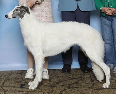 2025 Bitch, Bred by Exhibitor - 1st