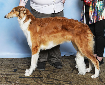 2025 Bitch, Bred by Exhibitor - 2nd