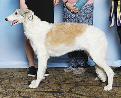 2025 Bitch, Bred by Exhibitor - 3rd