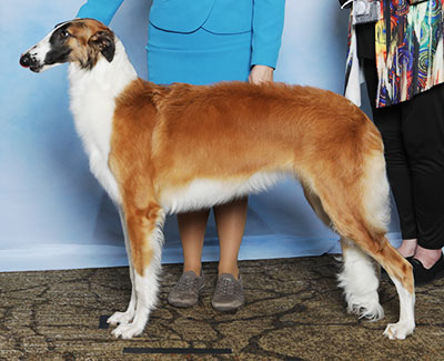 2025 Bitch, Bred by Exhibitor - 4th