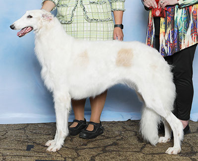2025 Bitch, Bred by Exhibitor - 2nd