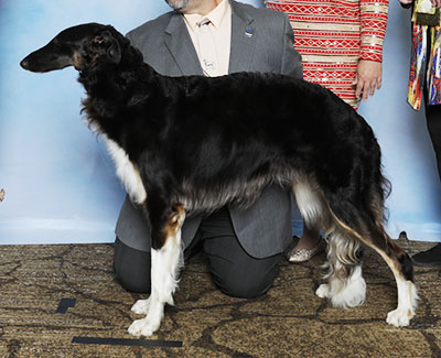 2025 Bitch, Bred by Exhibitor - 3rd