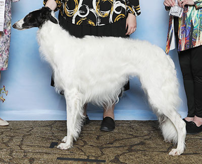 2025 Bitch, Bred by Exhibitor - 4th