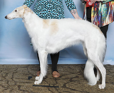 2025 Bitch, Amateur Owner-Handler - 2nd