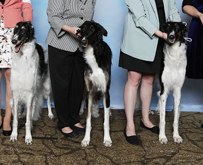 2025 Brood Bitch Class - 1st