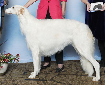 2025 Dog, 12 months and under 18 - 1st