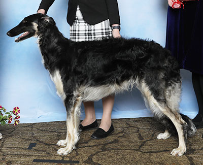 2025 Dog, 12 months and under 18 - 2nd