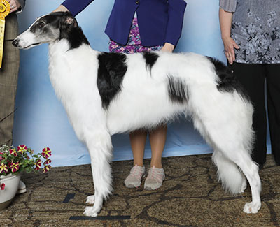 2025 Dog, 12 months and under 18 - 3rd
